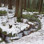 Tranquil stream in vibrant forest with pink and white flowers