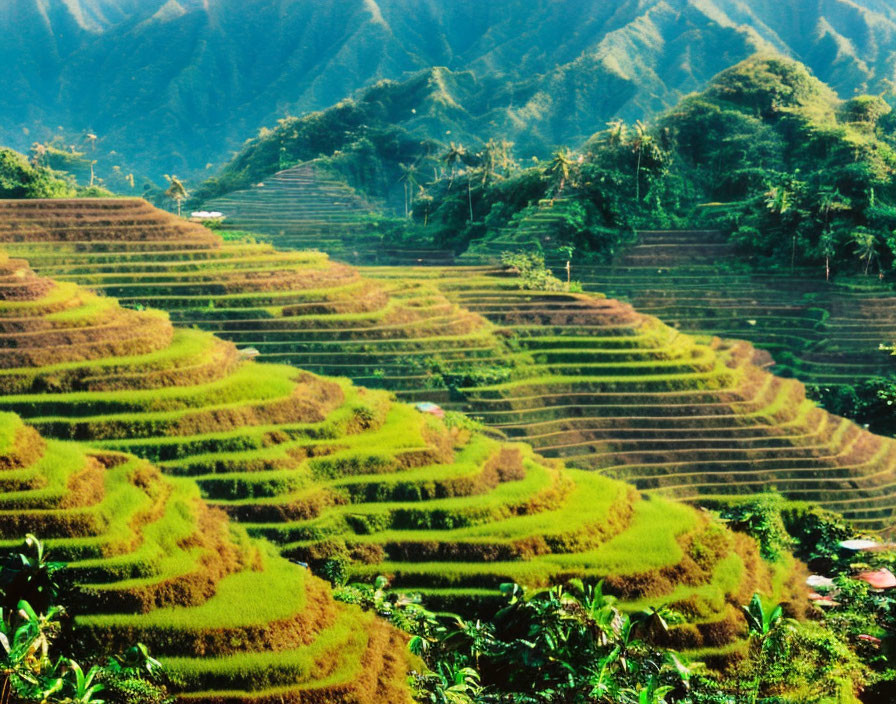 Scenic terraced rice fields with mountain view in bright sunlight