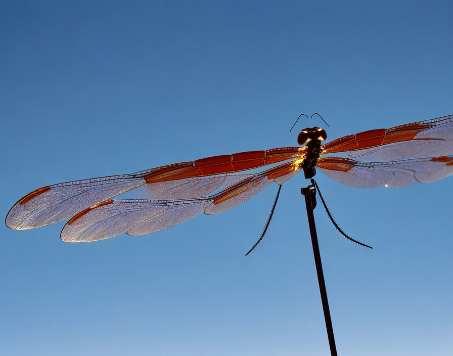 Dragonfly perched on thin pole under clear blue sky