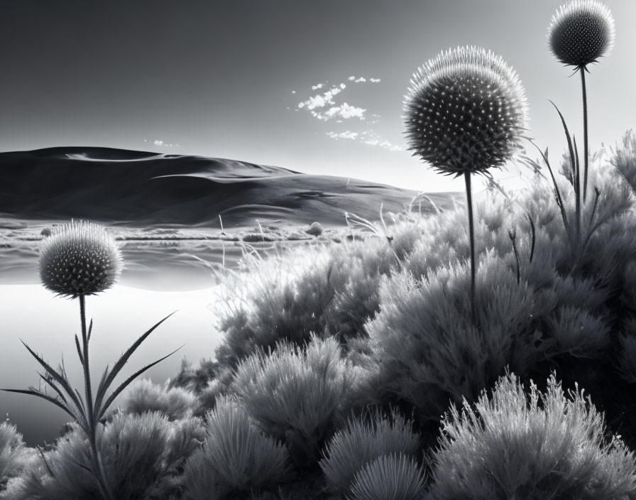 Monochrome landscape with spherical thistle-like plants, rolling hills, and cloudy sky