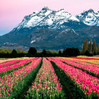 Colorful Tulip Fields Leading to Snowy Mountain Peaks under Pink Sky