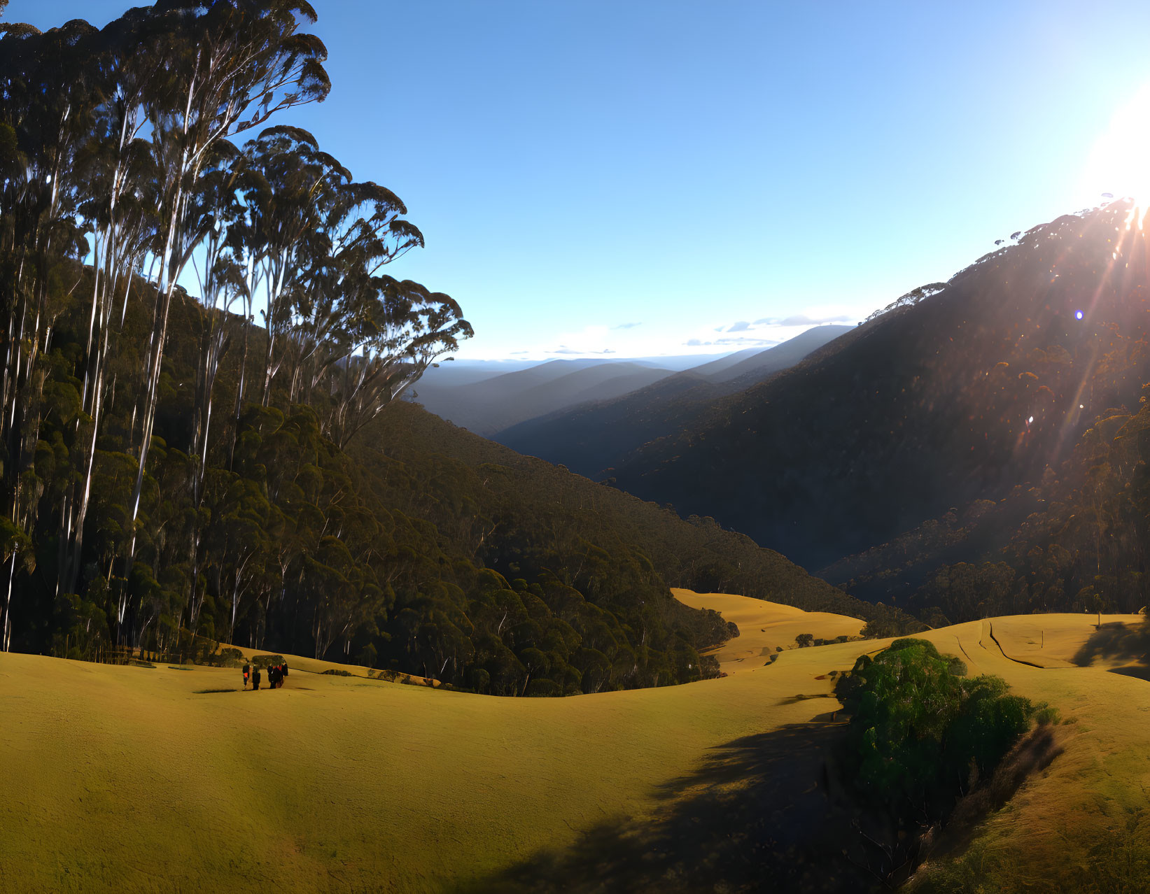 Tranquil sunset scene with eucalyptus trees, grassy fields, and distant mountains