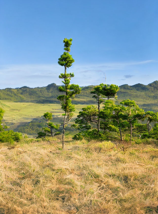 Prominent tall tree on sunlit grassy hill with distant mountains.