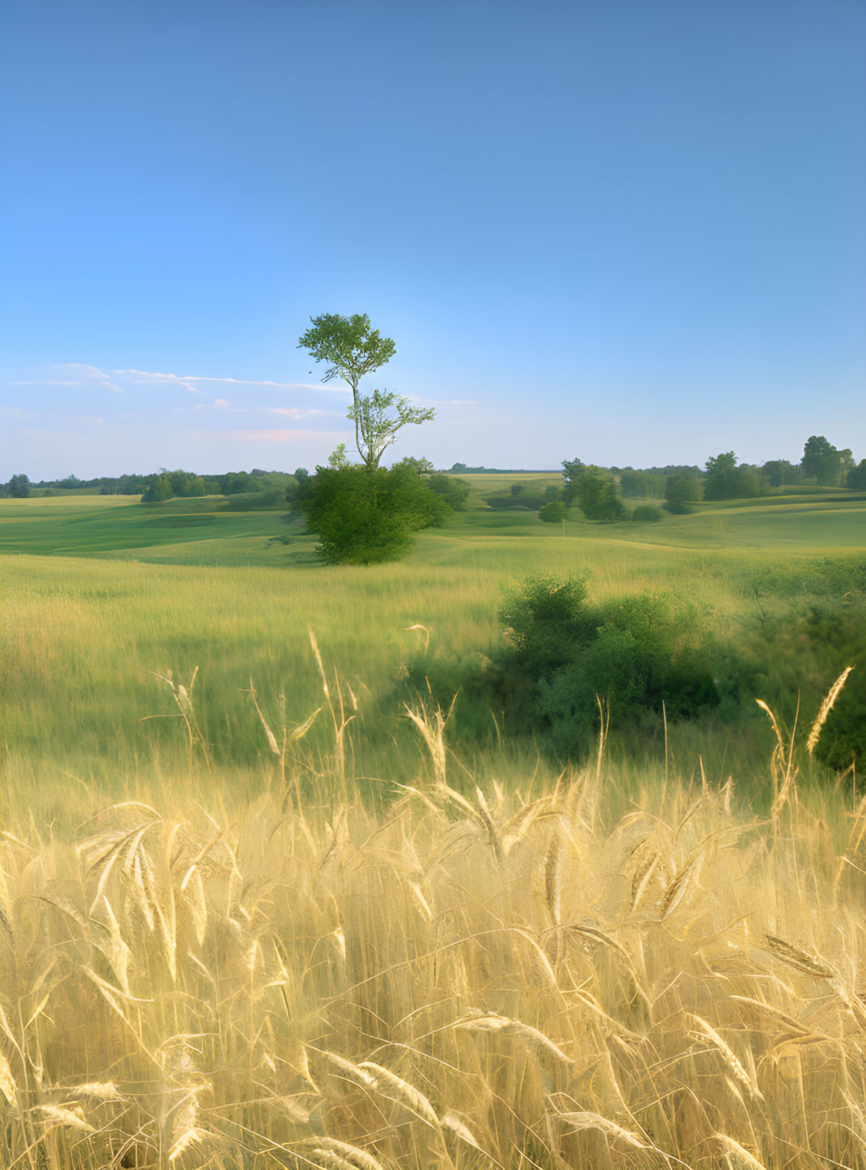 Vibrant field with lone tree and golden wheat under clear blue sky