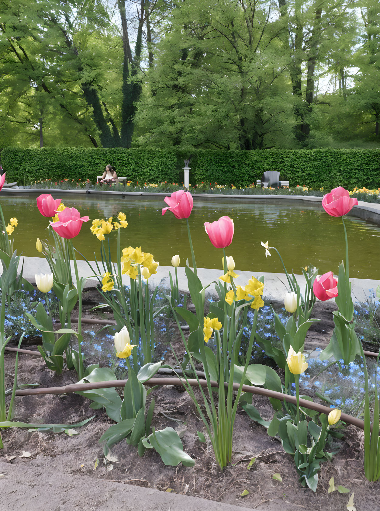 Tranquil garden scene with vibrant tulips, reflective pond, and lush trees