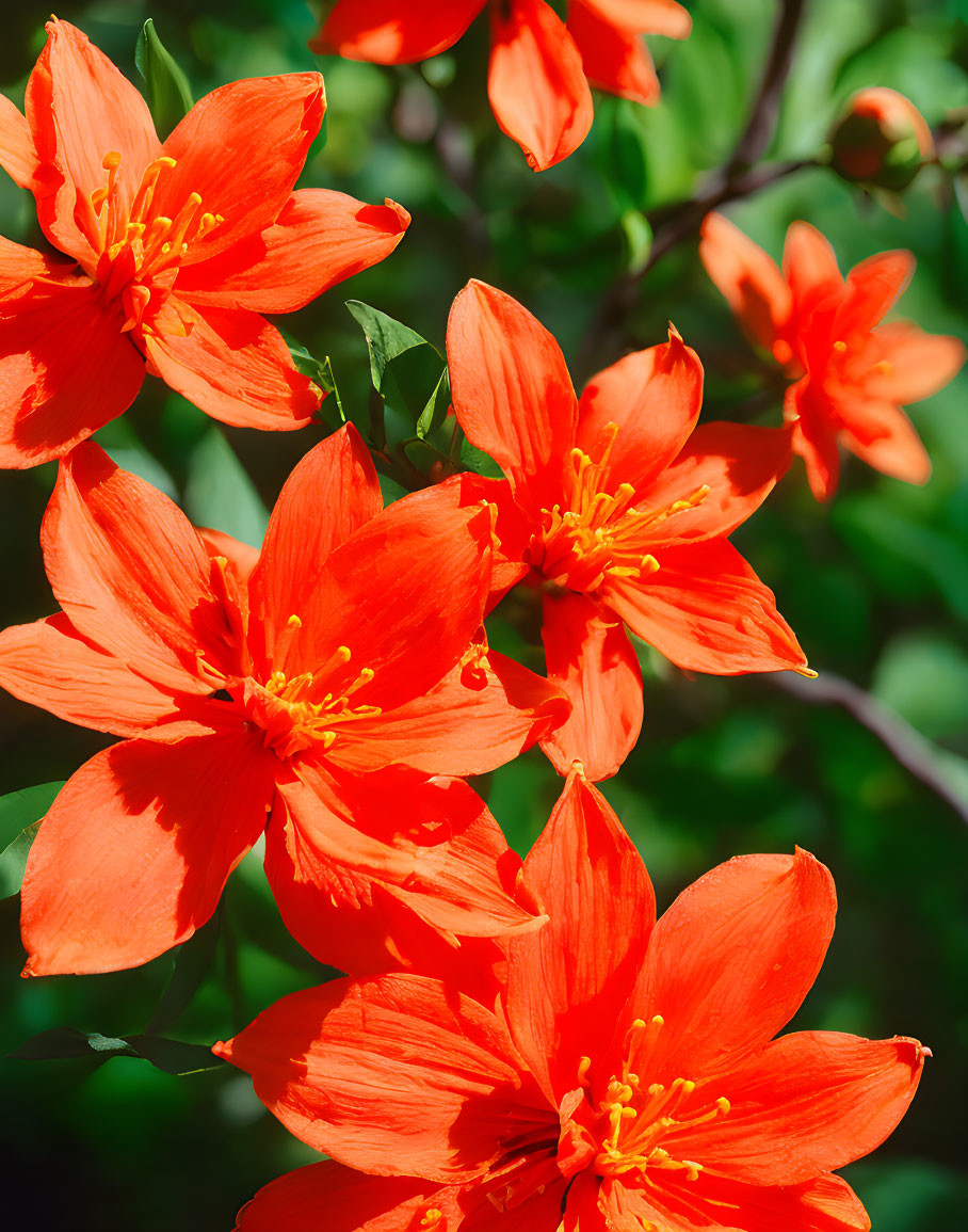 Bright Orange Flowers with Yellow Stamens and Green Foliage