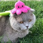 Adorable grey tabby cat with green eyes in yarn with pink rose