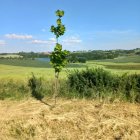 Serene landscape with green shoot, wildflowers, river, and blue sky