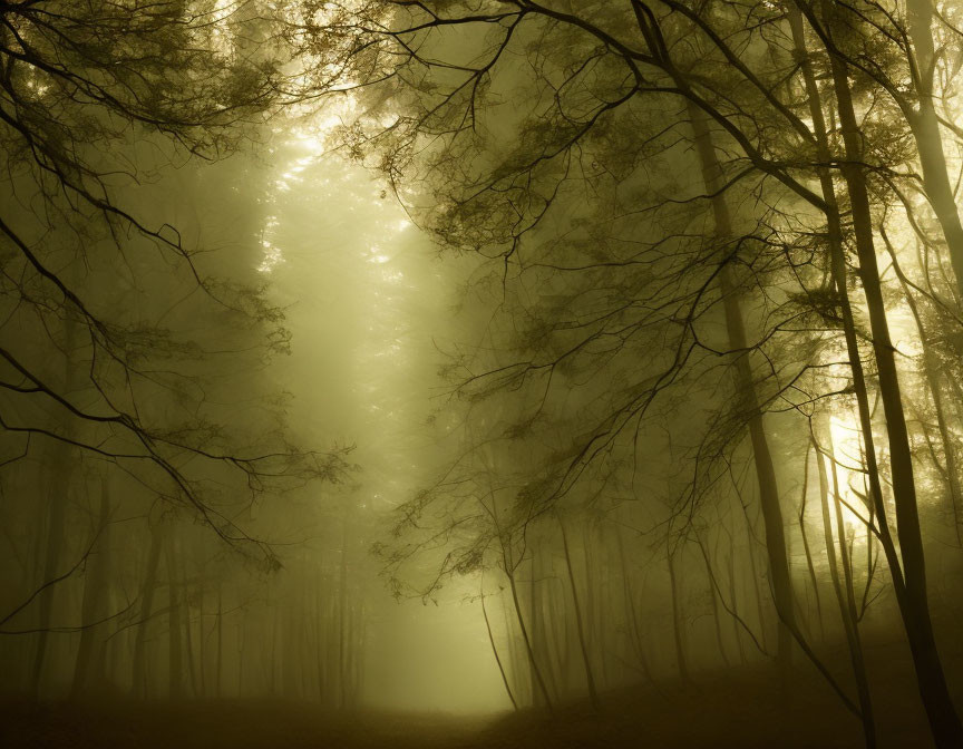 Misty forest with sunbeams and magical glow