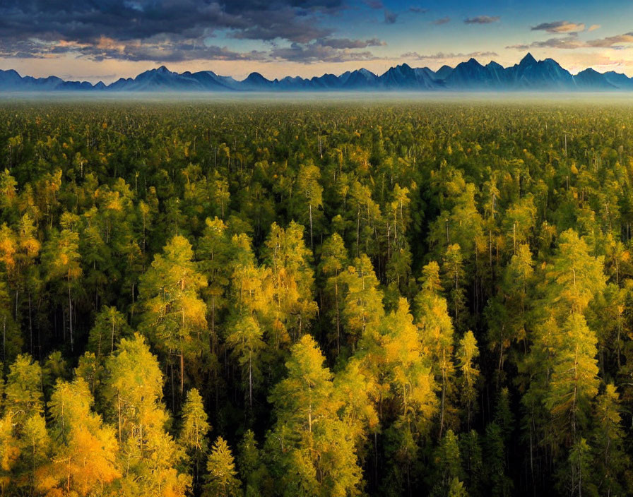 Dense Forest with Green and Yellow Trees Under Golden Sunset