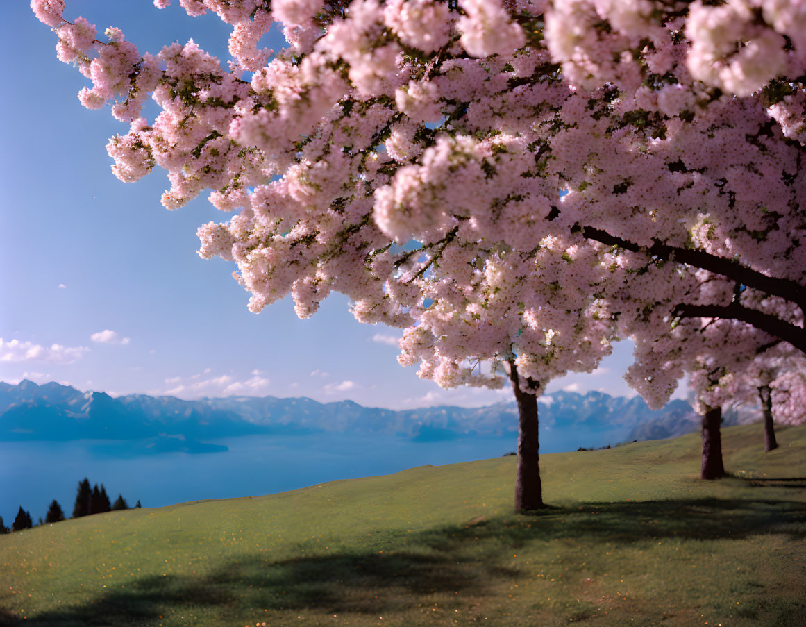 Scenic cherry blossom hillside with lake and mountains.