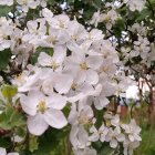 Pink and White Flower Cluster with Yellow Stamens and Green Leaves