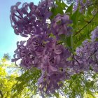 Bright Purple Flowers with Yellow Centers Blooming in Sunlit Scene