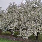 White Cherry Trees in Blossom with Wooden Fence and Cloudy Sky