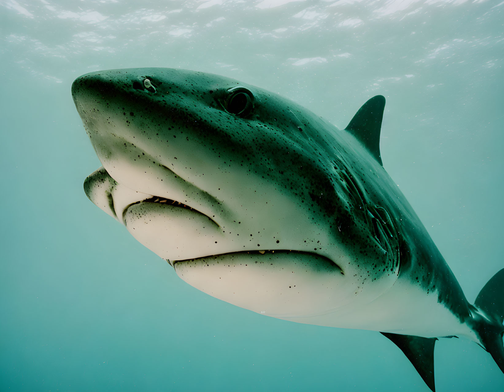 Large speckled shark underwater with sharp fins in close-up view