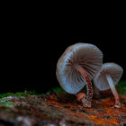 Blue bioluminescent mushrooms in dark forest setting with moss and detritus