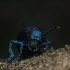 Blue furry creature with horns and sharp teeth among white eggs in dark jungle.