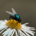 Cartoonish creature with big eyes and sharp teeth in white daisy scene