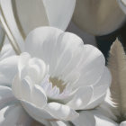 White peony flowers: Soft petals, subtle sunlight, serene vibe