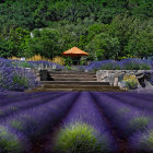 Stone cottage surrounded by purple lavender fields