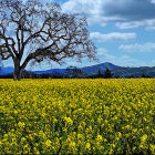 Colorful oil painting of autumn tree in field with yellow flowers under dynamic sky