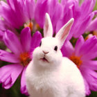 White Rabbit Sitting in Front of Purple Daisy-like Flowers