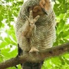 Detailed Owl Sculpture Perched on Branch in Green Forest