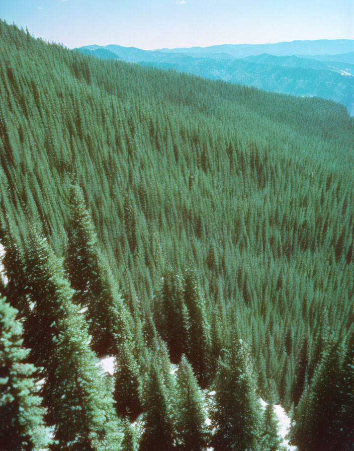 Aerial View of Dense Coniferous Forest with Snowy Hills