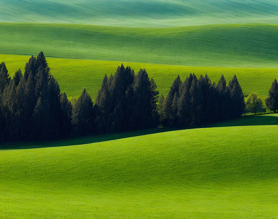 Lush green hills with evergreen trees and light patterns