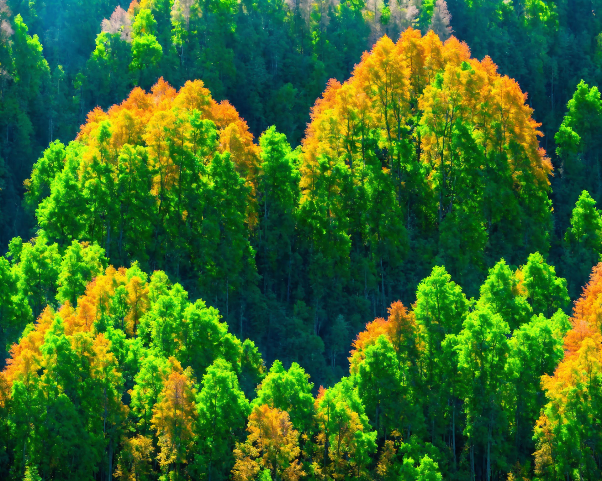 Colorful Forest Transition from Green to Orange