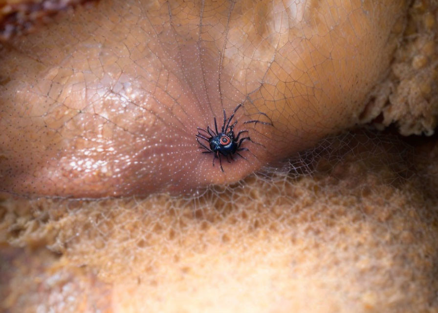 Black Spider with Red Markings on Textured Surface