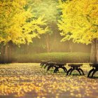 Snowy Path with Golden Trees and Benches in Tranquil Setting