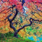 Colorful autumn park with twisted tree branches, tranquil pond, and soft grass.