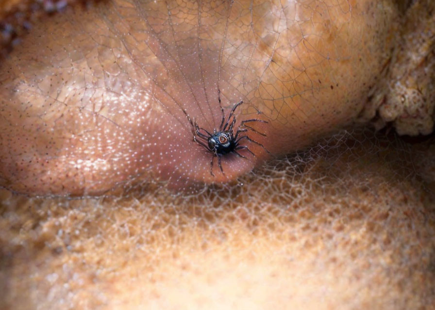 Detailed close-up of small spider on human skin in hair.