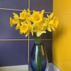 Yellow Daffodils and Tulips in Clear Vase on Dual-Toned Background