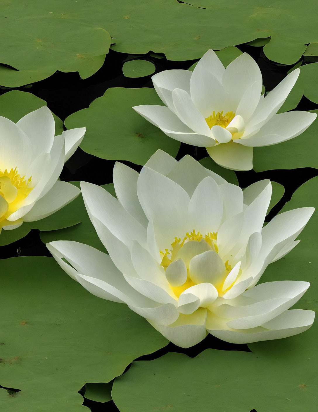 White Water Lilies and Green Lily Pads on Tranquil Water Surface