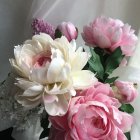 Lush Pink and White Peonies Bouquet on Soft-lit Neutral Background