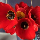 Red Tulips with Yellow Edges and Bees on Grey Background