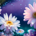 Vibrant white daisies with yellow centers floating on water under soft lighting