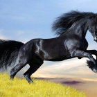 Black winged horse and rider with intricate wings in gallop against soft landscape