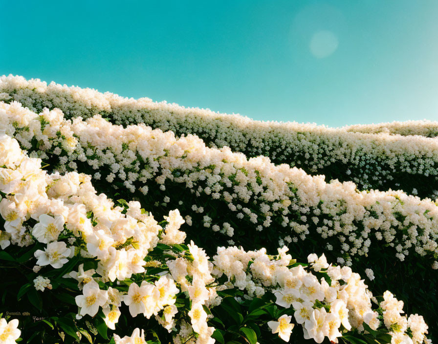 White flowering shrubs in lush hedge under clear blue sky with lens flare.