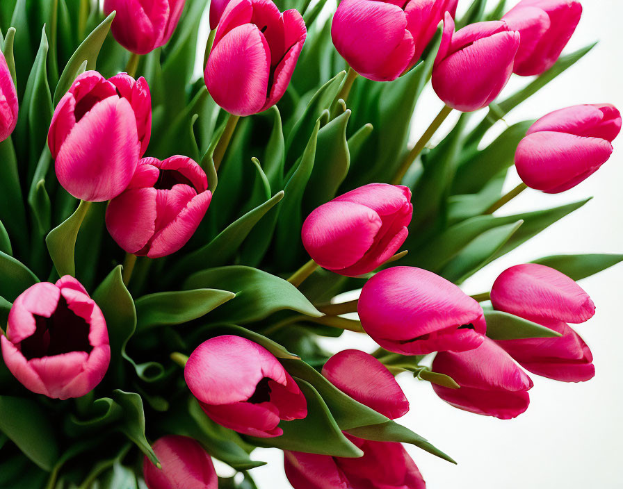 Pink Tulips Bouquet on White Background