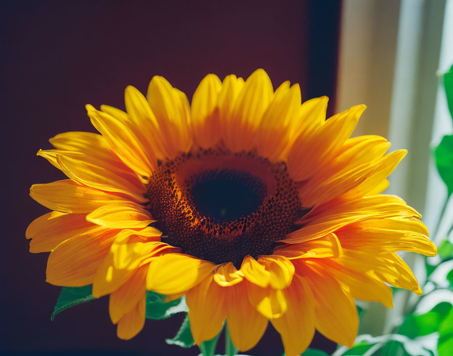 Vibrant sunflower with bright yellow petals in natural sunlight