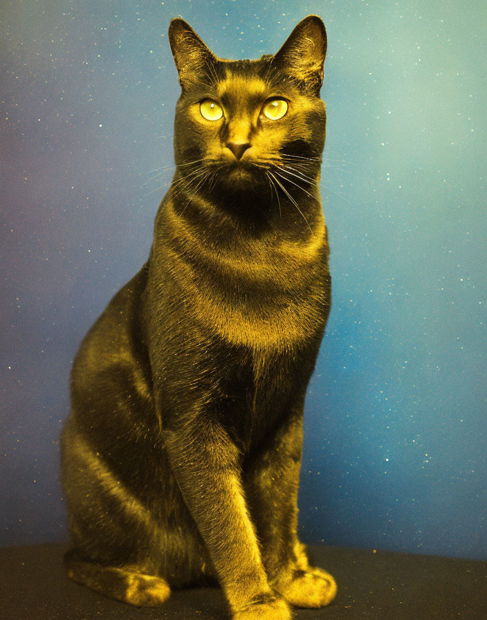 Black Cat with Yellow Eyes on Blue Speckled Background