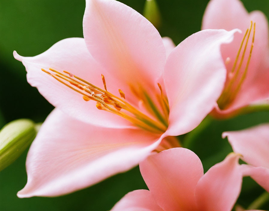 Delicate pink lily with prominent stamens on blurred green backdrop