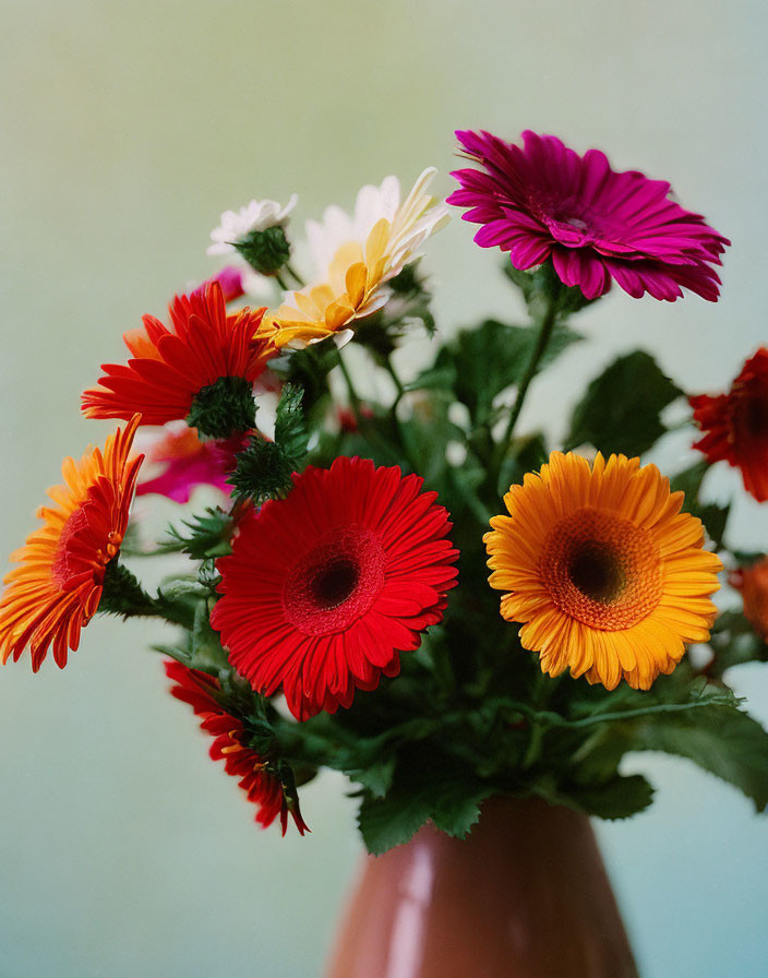 Colorful Gerberas and Daisies in Brown Vase on Green Background