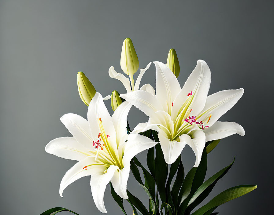 White lilies with prominent stamens on grey background, featuring blooming flowers and closed buds.