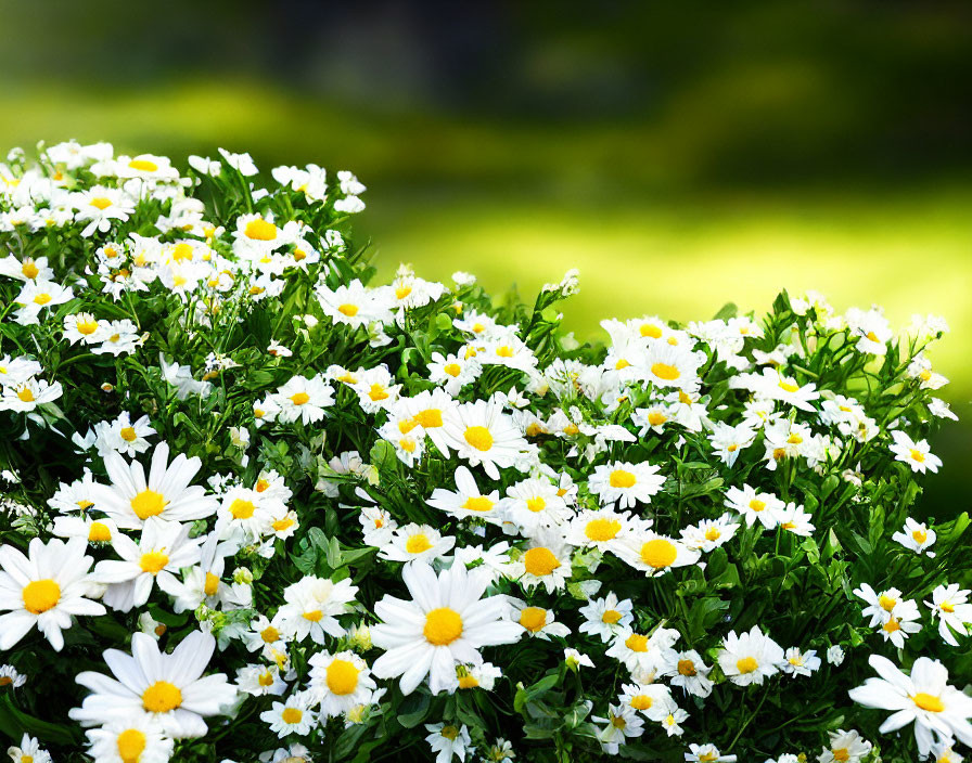 White Daisies with Yellow Centers in Lush Green Foliage