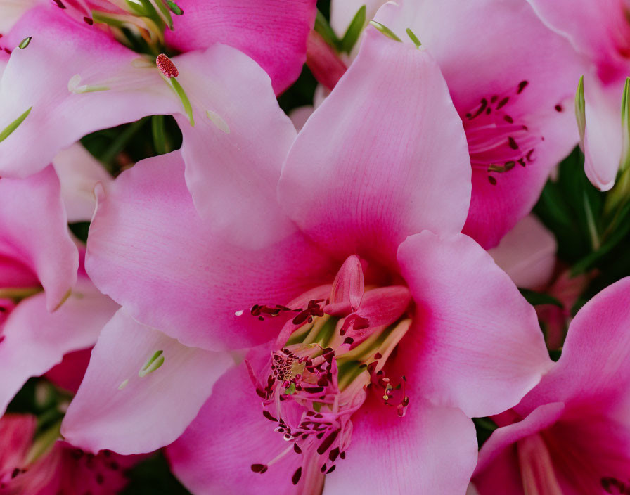 Bright Pink Lilies with Dark Speckles and Prominent Stamens