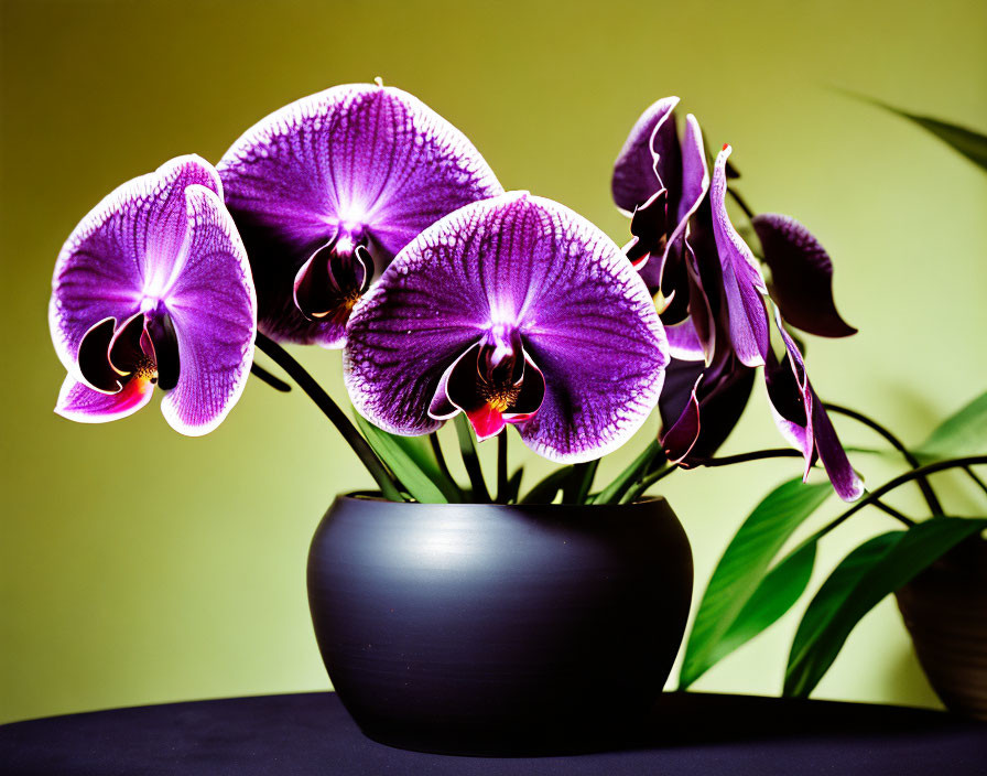 Purple Orchids in Black Vase on Yellow-Green Background with Dramatic Lighting